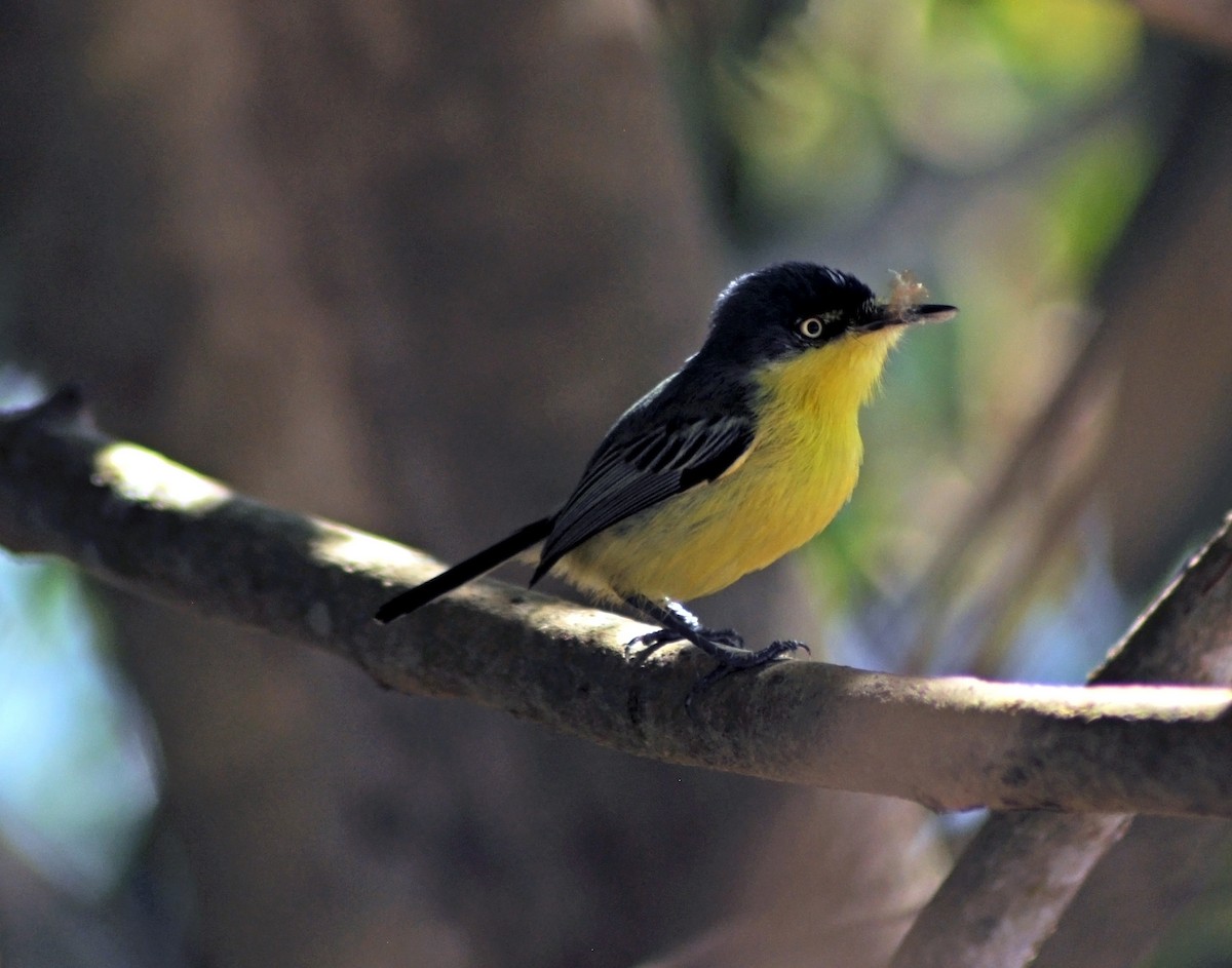 Common Tody-Flycatcher - ML623845032