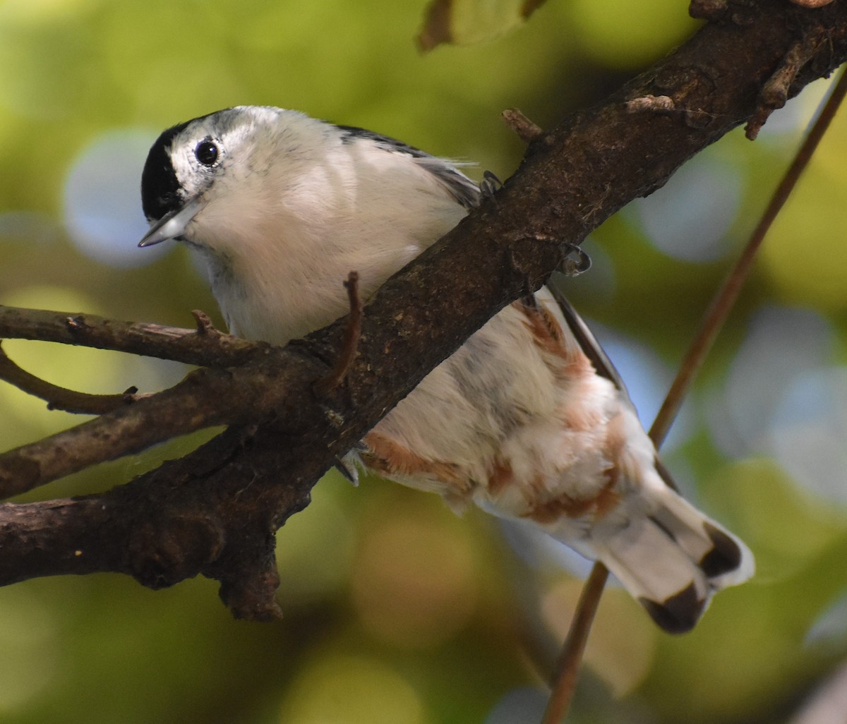 White-breasted Nuthatch - ML623845034