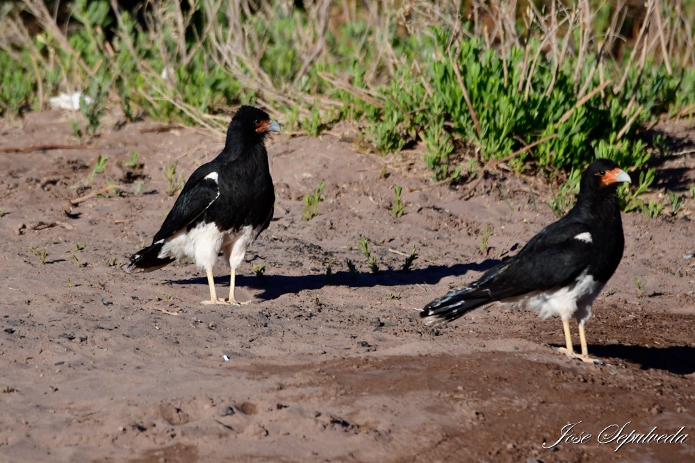 Caracara montagnard - ML623845035