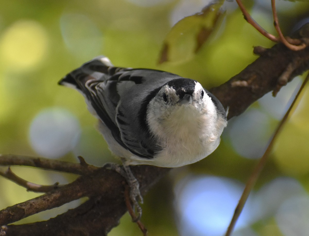 White-breasted Nuthatch - ML623845043