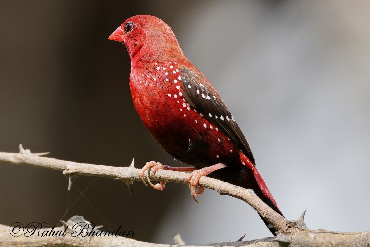 Bengalí Rojo - ML623845058