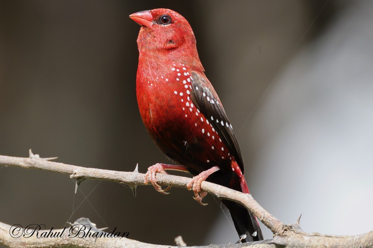 Bengalí Rojo - ML623845061