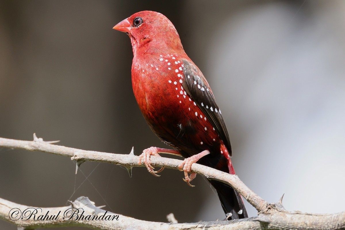 Bengalí Rojo - ML623845064