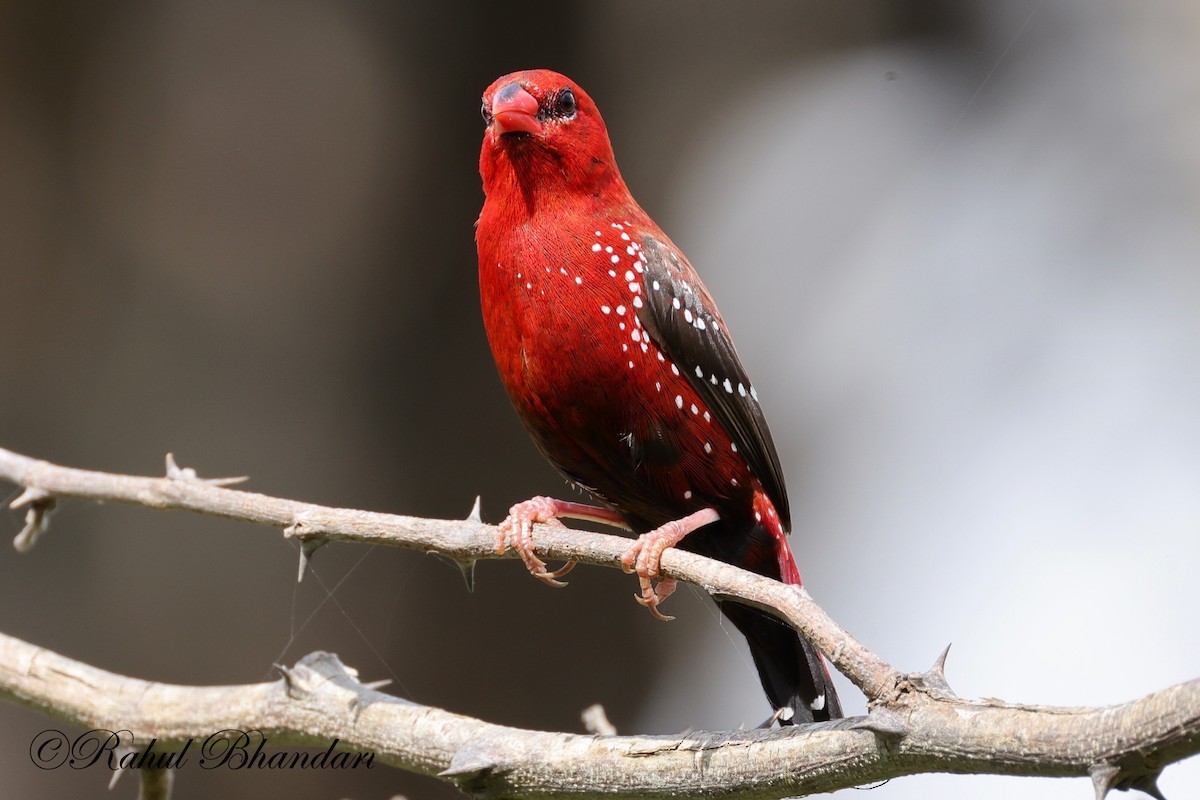 Bengalí Rojo - ML623845065