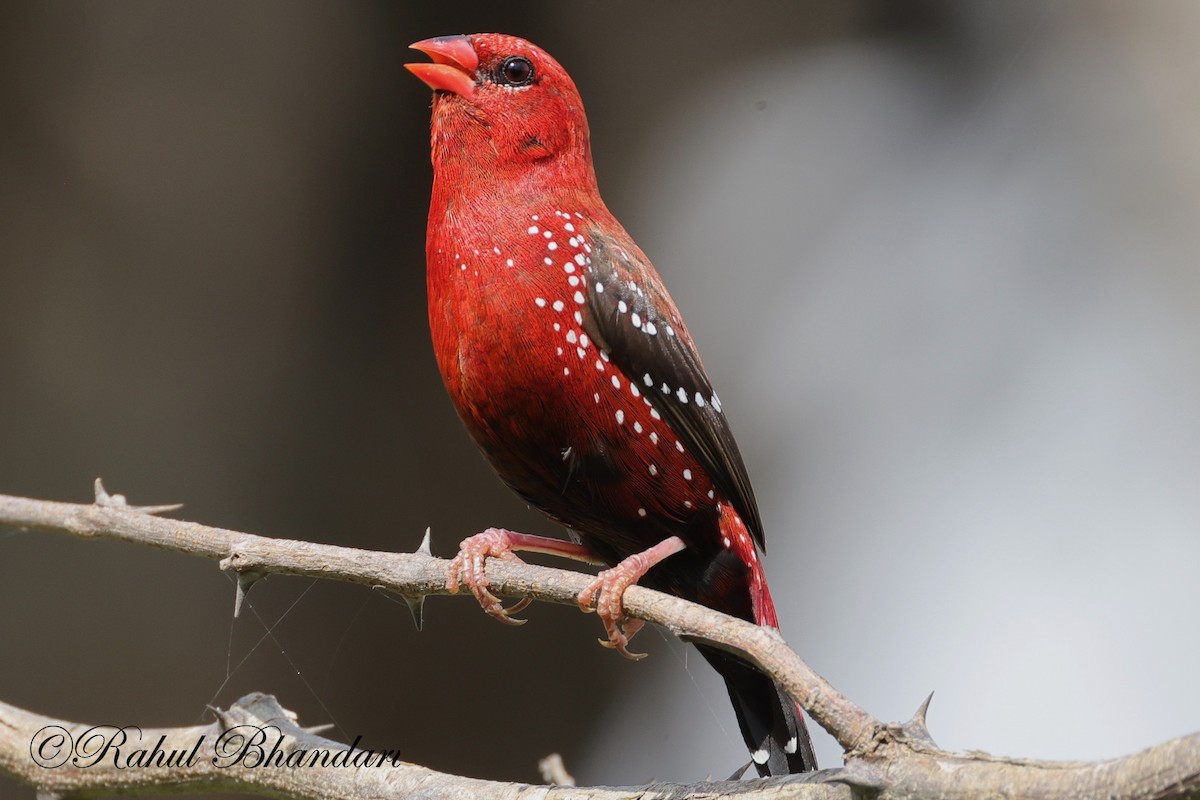 Bengalí Rojo - ML623845067