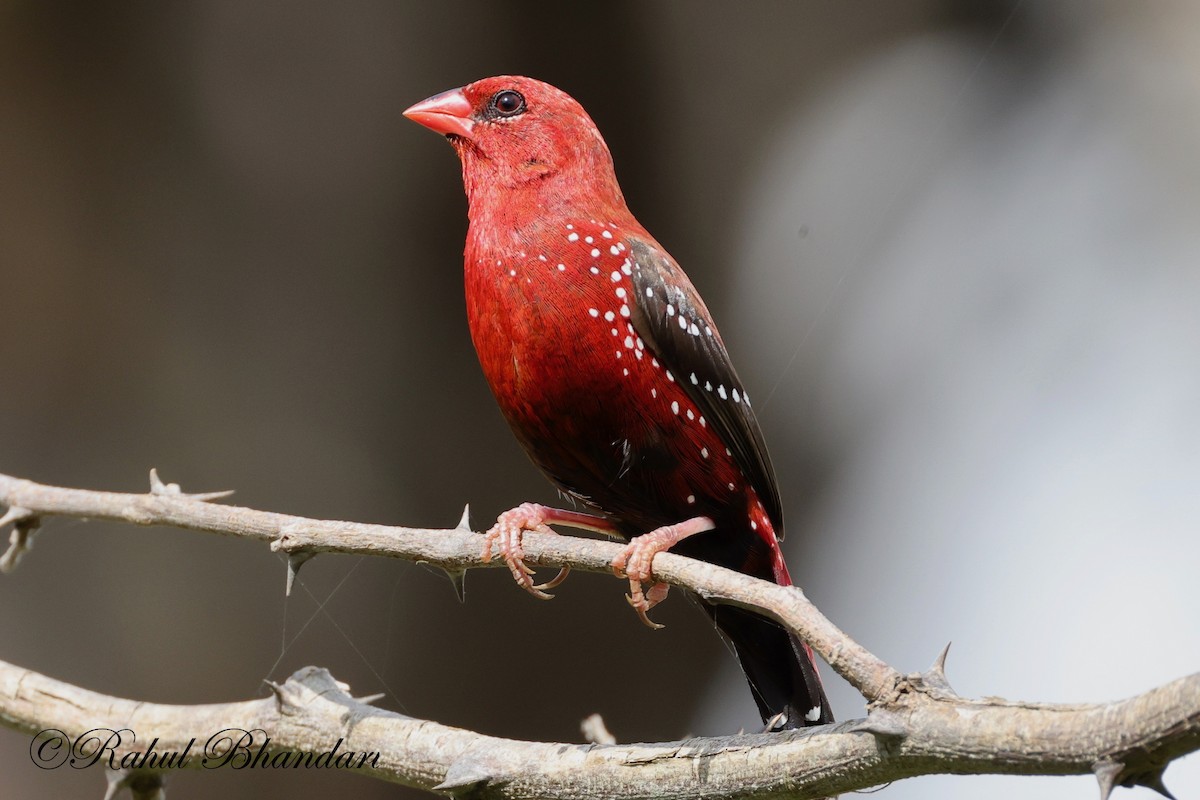 Bengalí Rojo - ML623845068