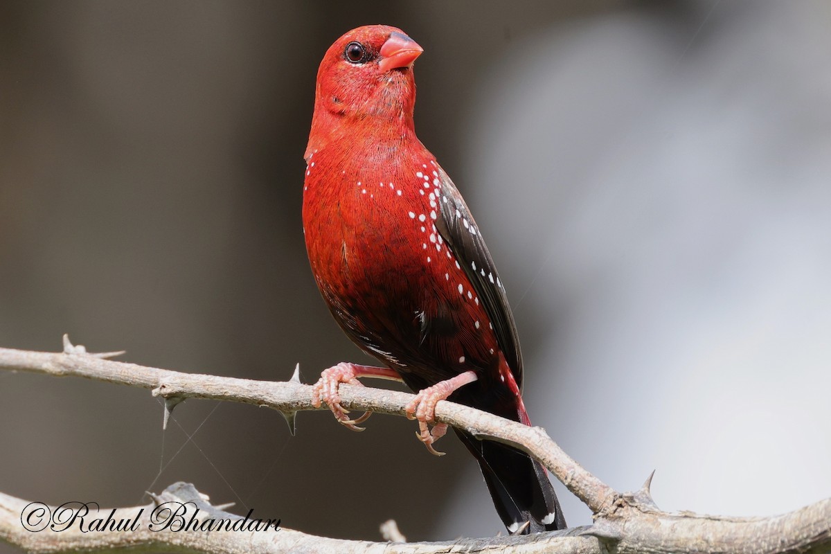 Bengalí Rojo - ML623845069