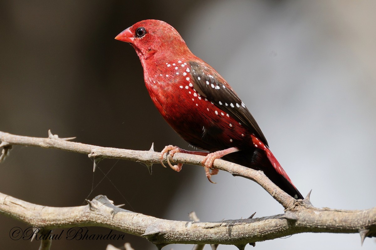 Bengalí Rojo - ML623845071