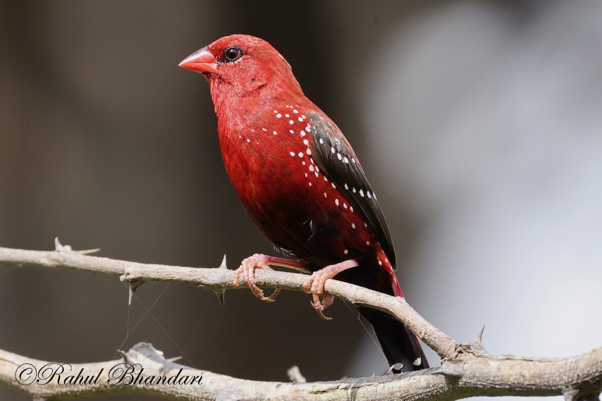 Bengalí Rojo - ML623845072