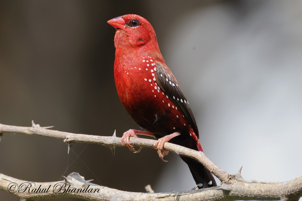 Bengalí Rojo - ML623845073