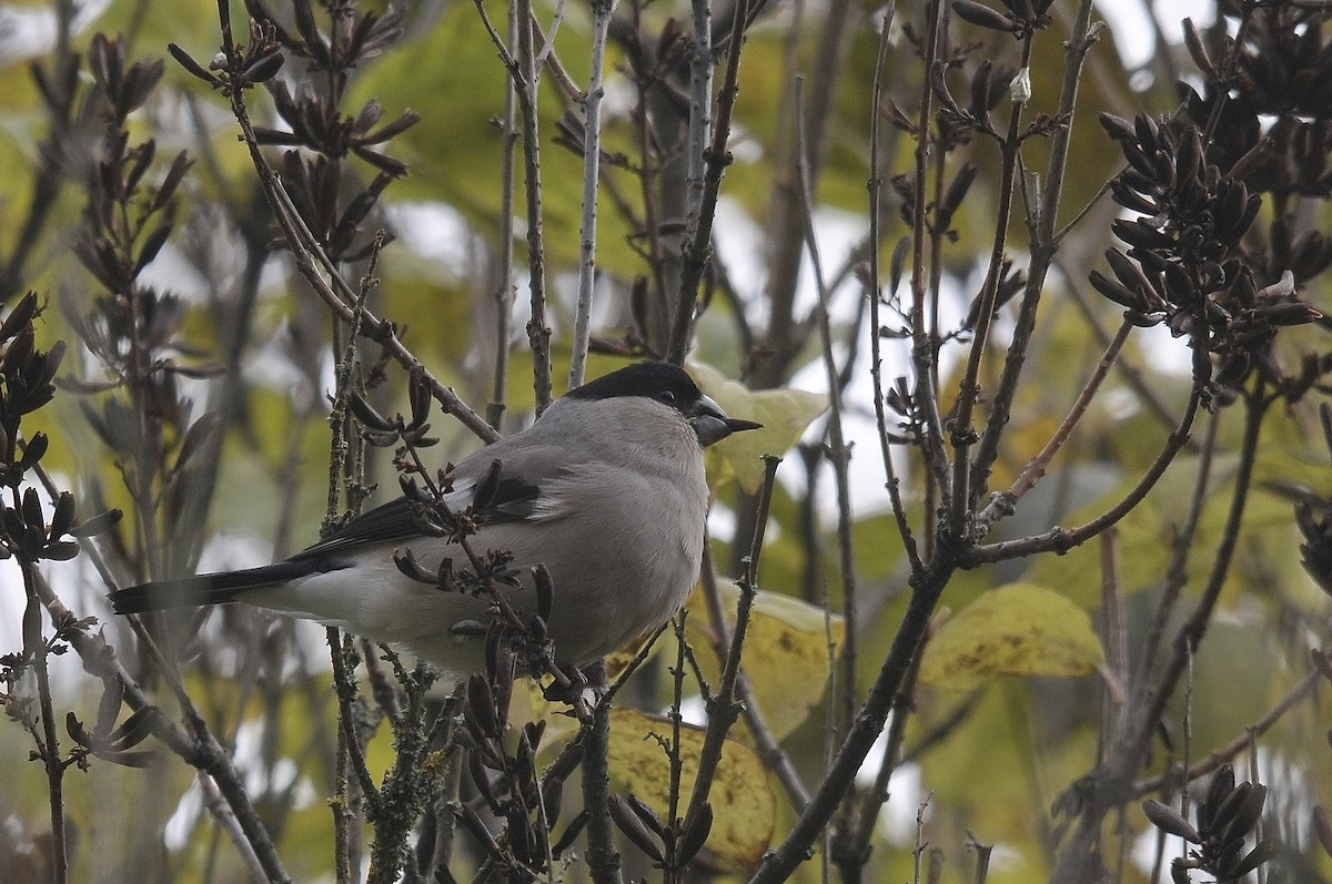 Eurasian Bullfinch - ML623845078