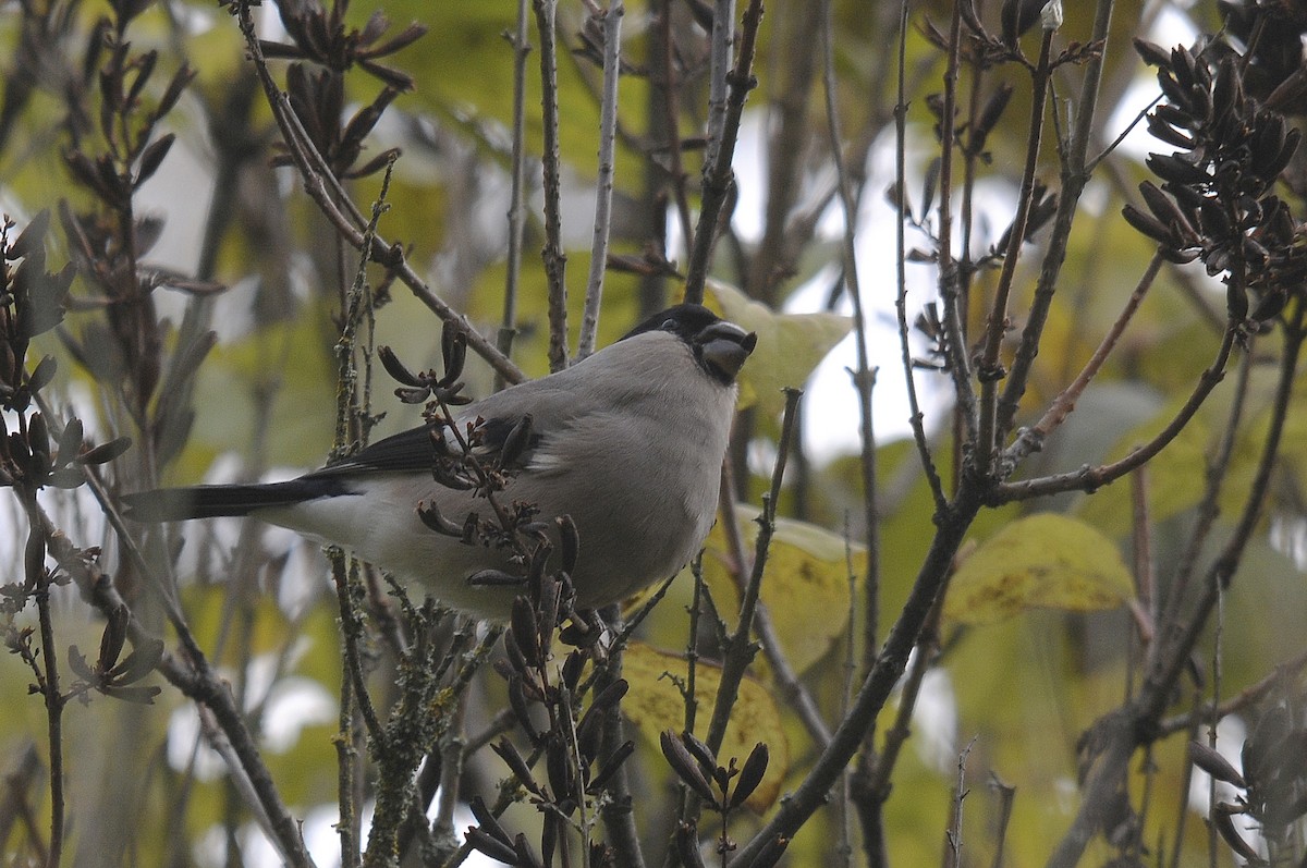 Eurasian Bullfinch - ML623845081