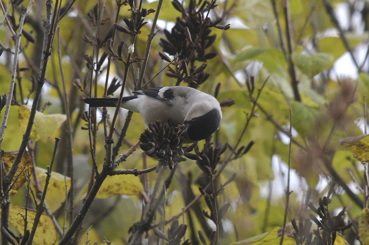 Eurasian Bullfinch - ML623845082