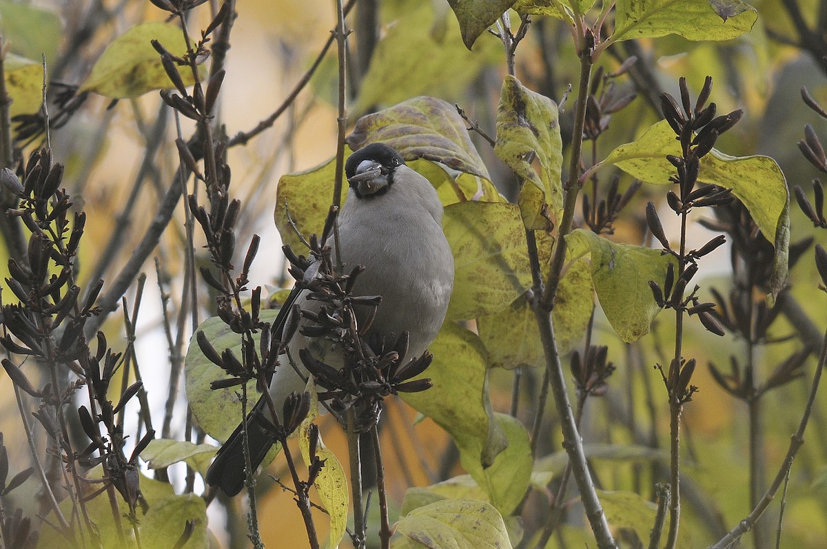 Eurasian Bullfinch - ML623845084