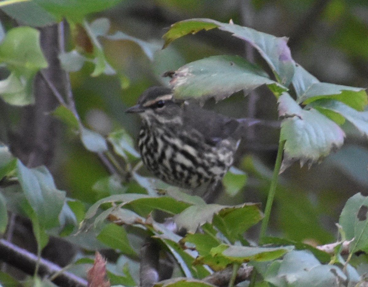 Northern Waterthrush - ML623845094