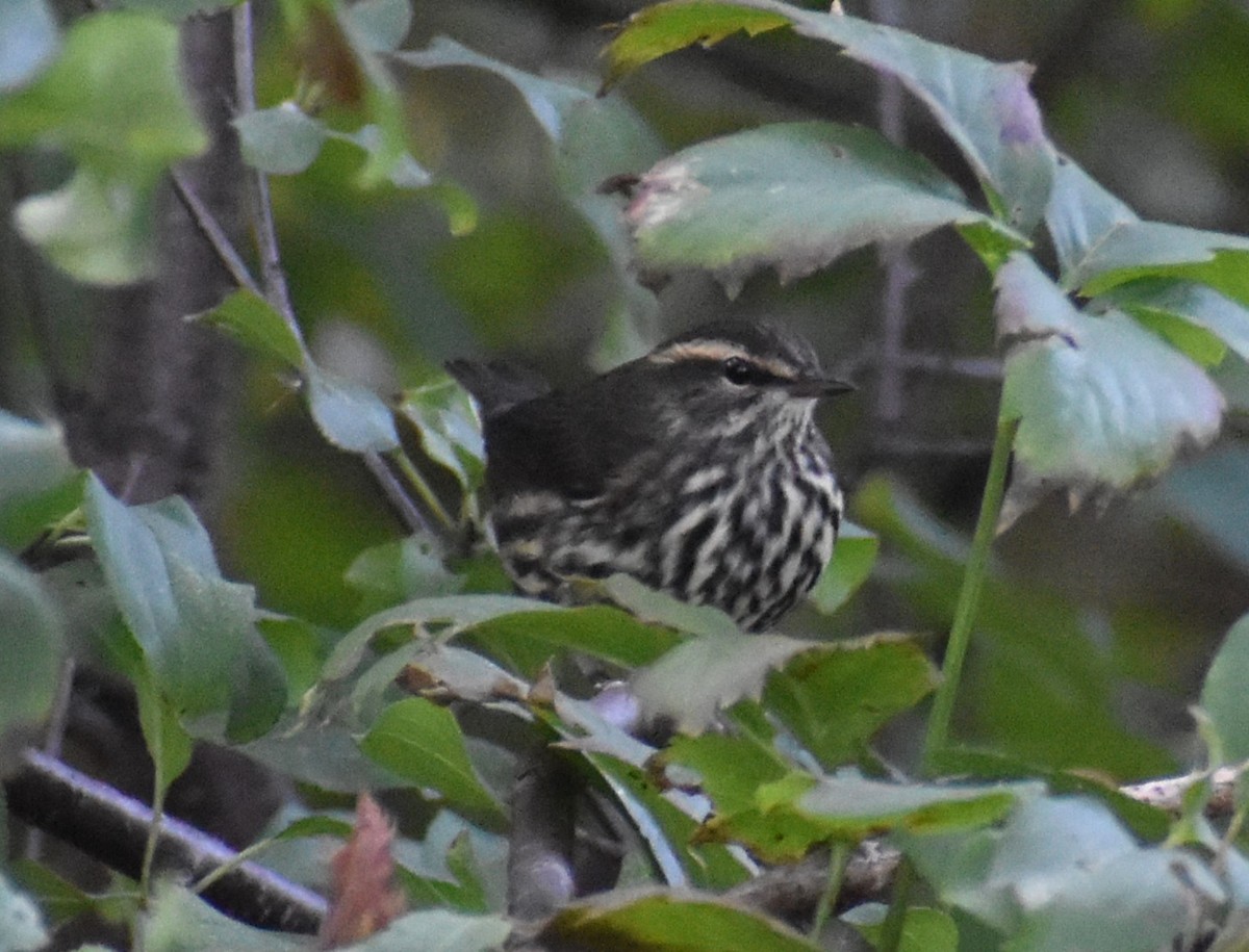 Northern Waterthrush - ML623845105