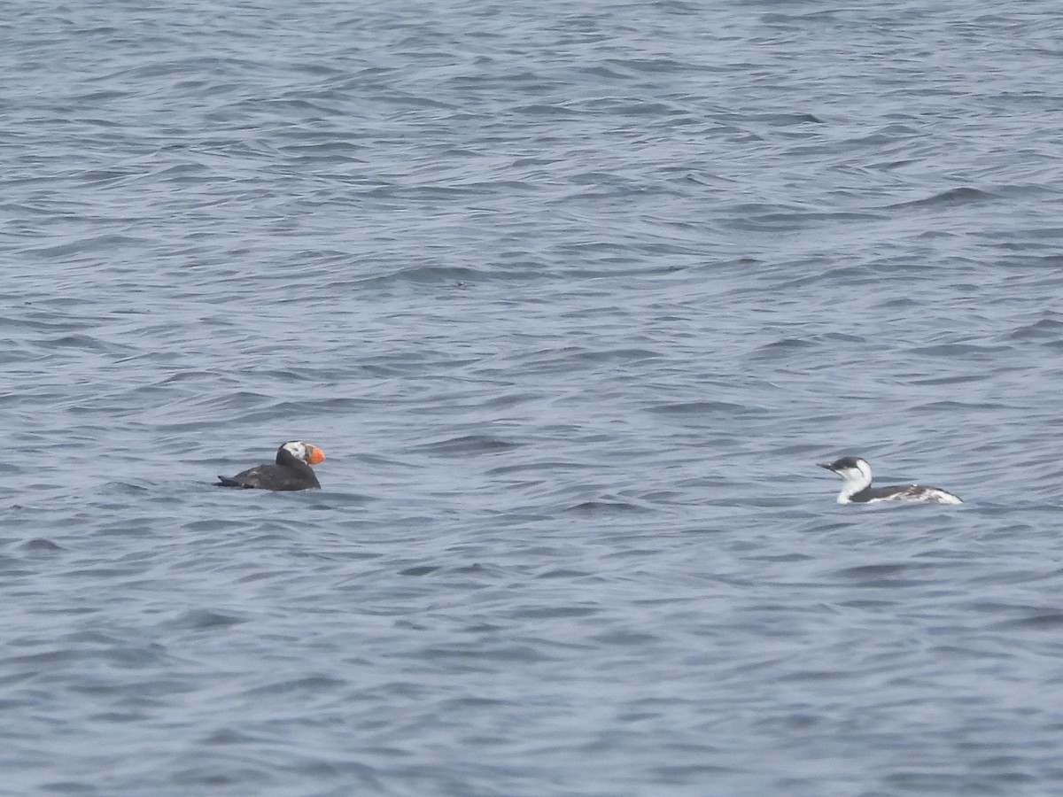 Tufted Puffin - ML623845111