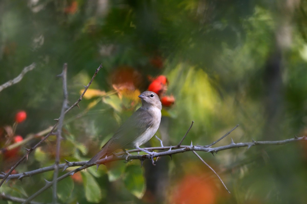 Garden Warbler - ML623845112