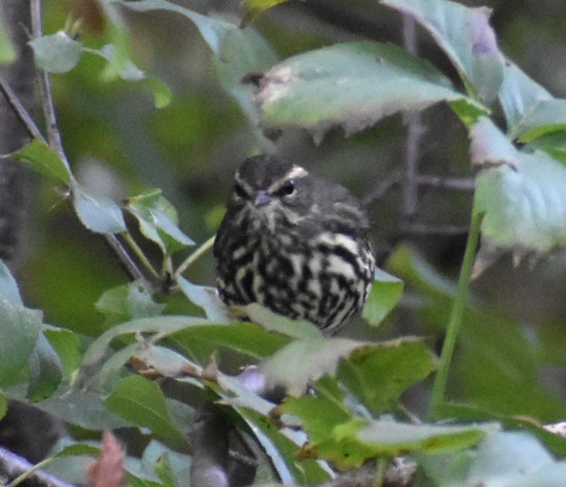 Northern Waterthrush - ML623845121