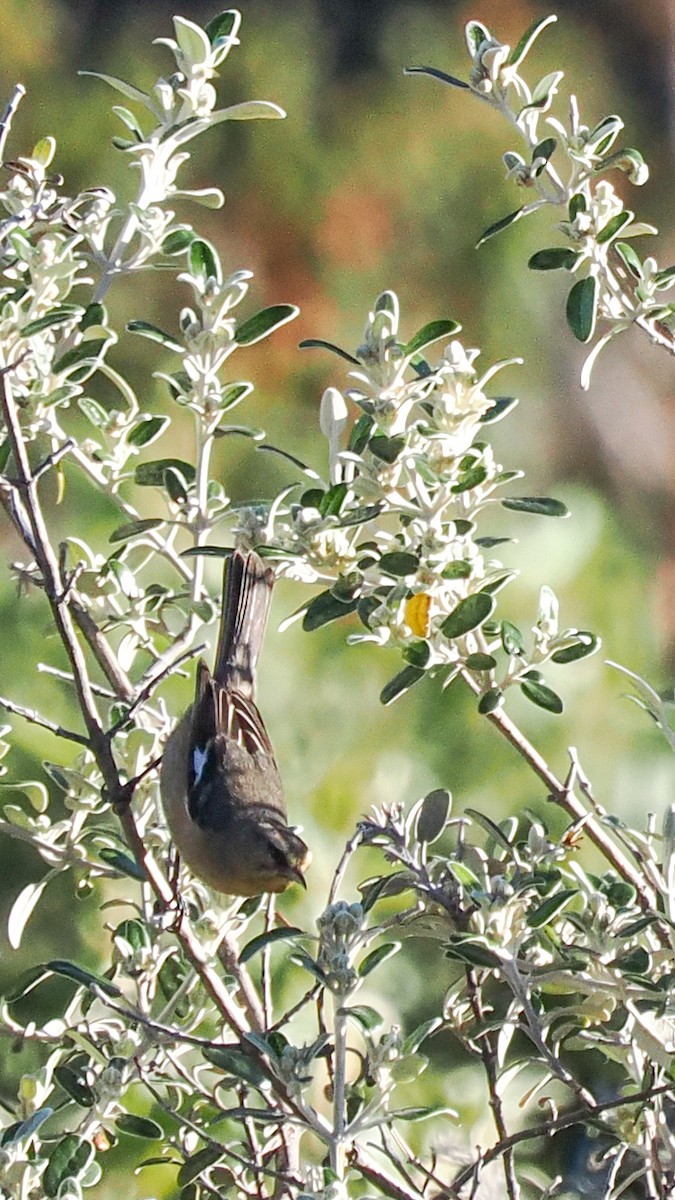 Cinereous Conebill - ML623845127