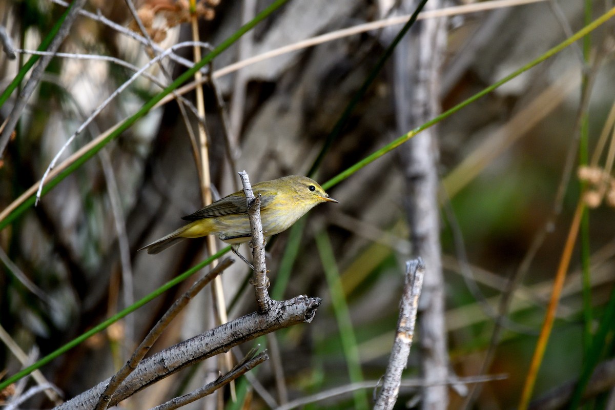 Willow Warbler - Alejandro Gómez Vilches