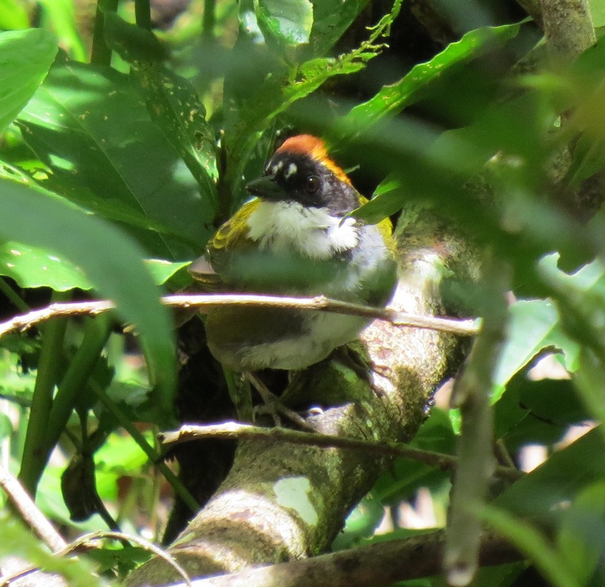 Chestnut-capped Brushfinch - ML623845132