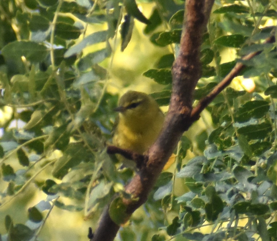 Tennessee Warbler - ML623845133