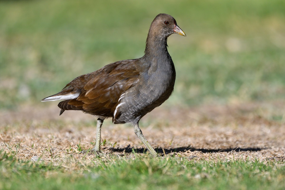 Eurasian Moorhen - ML623845146