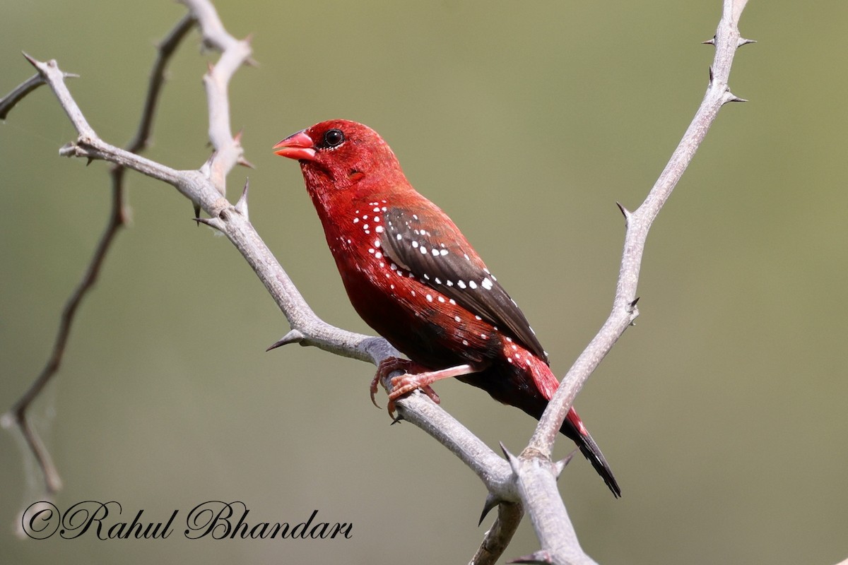 Bengalí Rojo - ML623845148