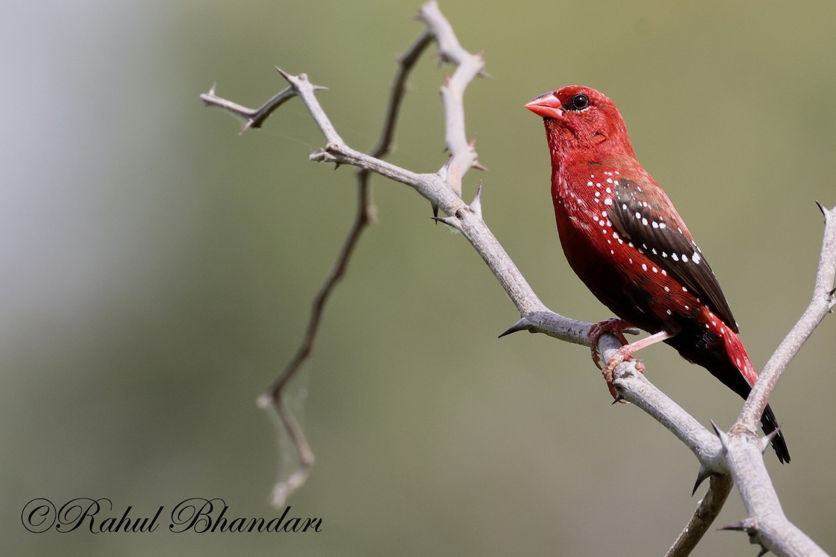 Bengalí Rojo - ML623845149