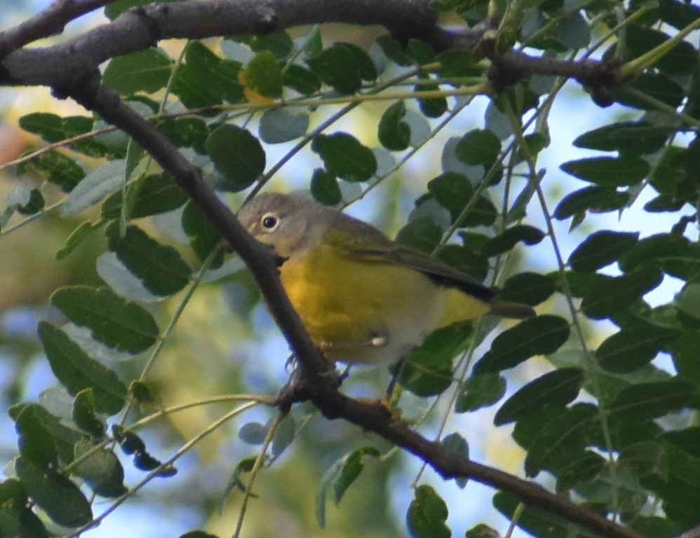 Nashville Warbler - ML623845153