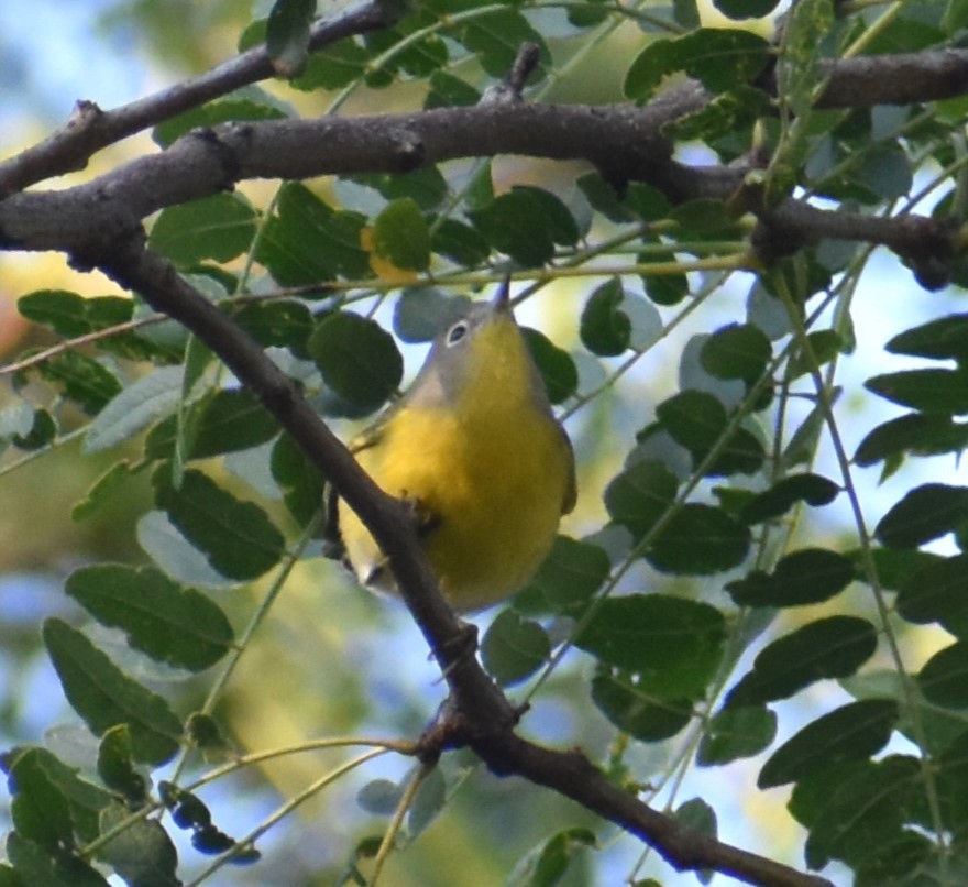 Nashville Warbler - ML623845160