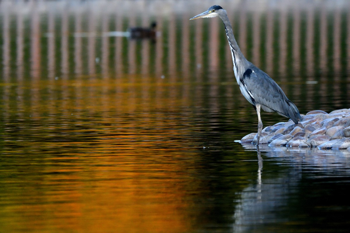 Gray Heron - ML623845161