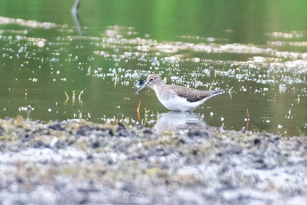 Solitary Sandpiper - ML623845162