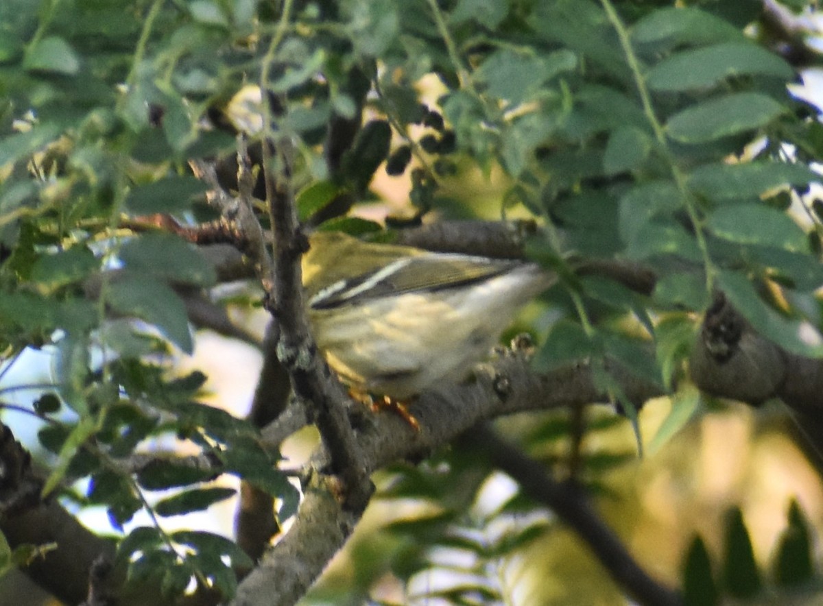 Blackpoll Warbler - ML623845177