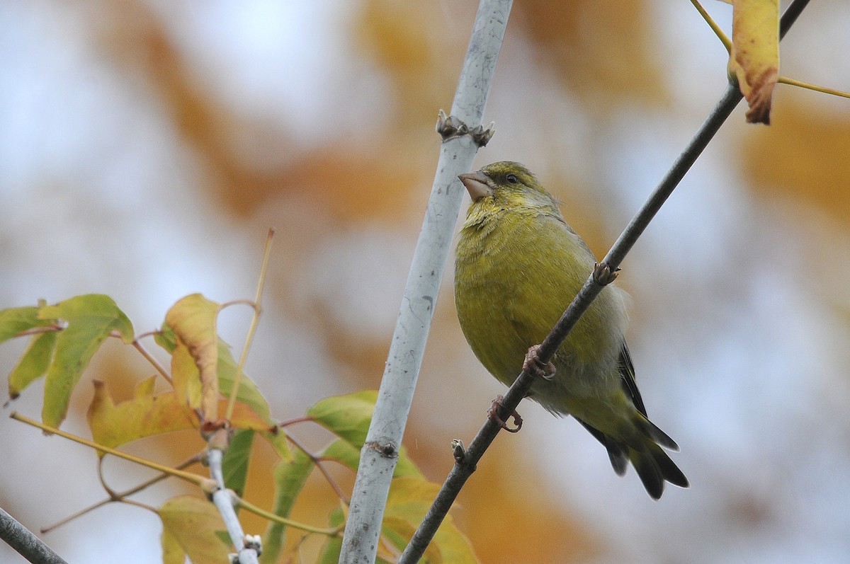 European Greenfinch - ML623845178