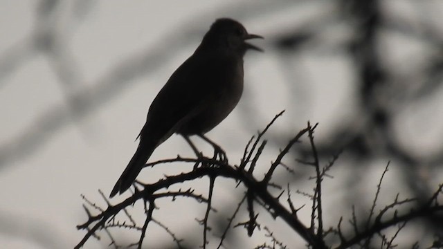 Pale-breasted Thrush - ML623845187