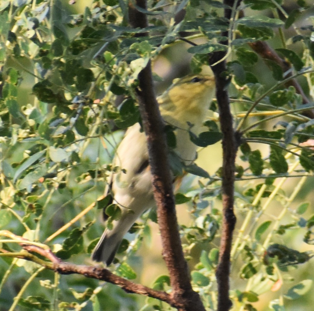 Blackpoll Warbler - ML623845190