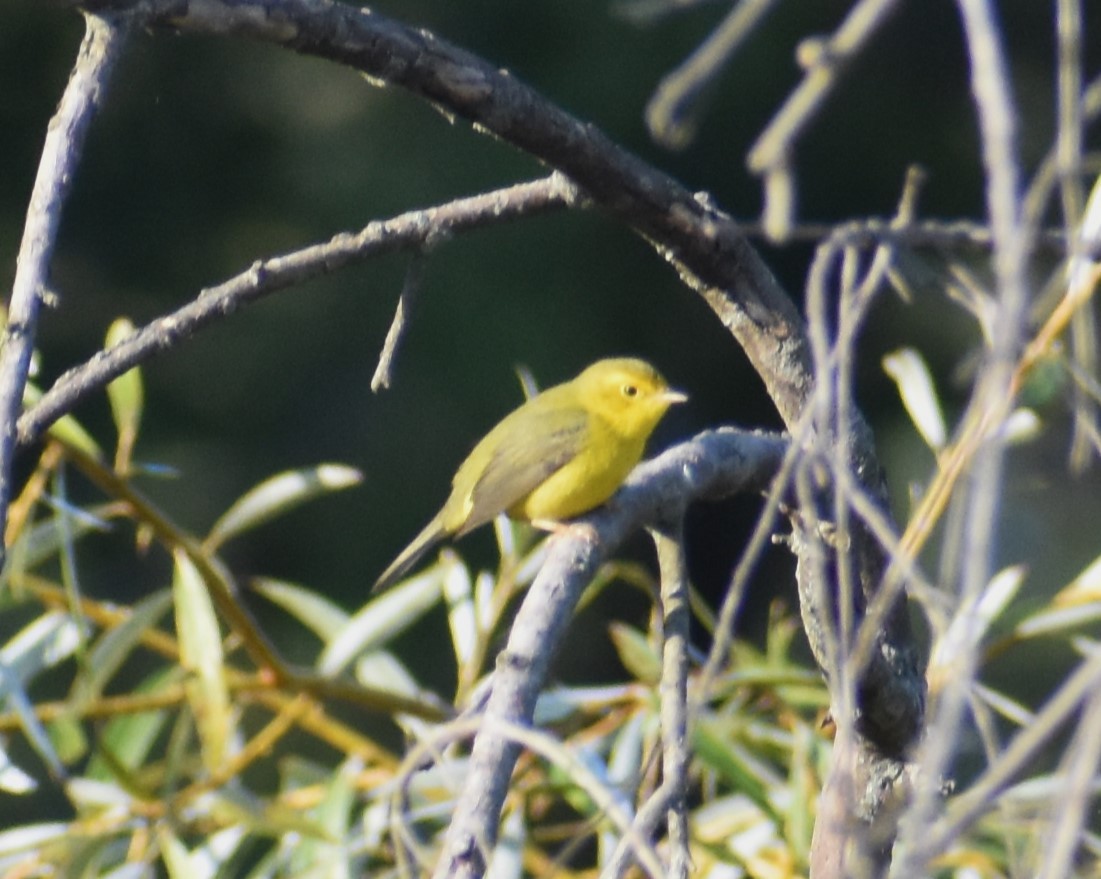 Wilson's Warbler - ML623845217