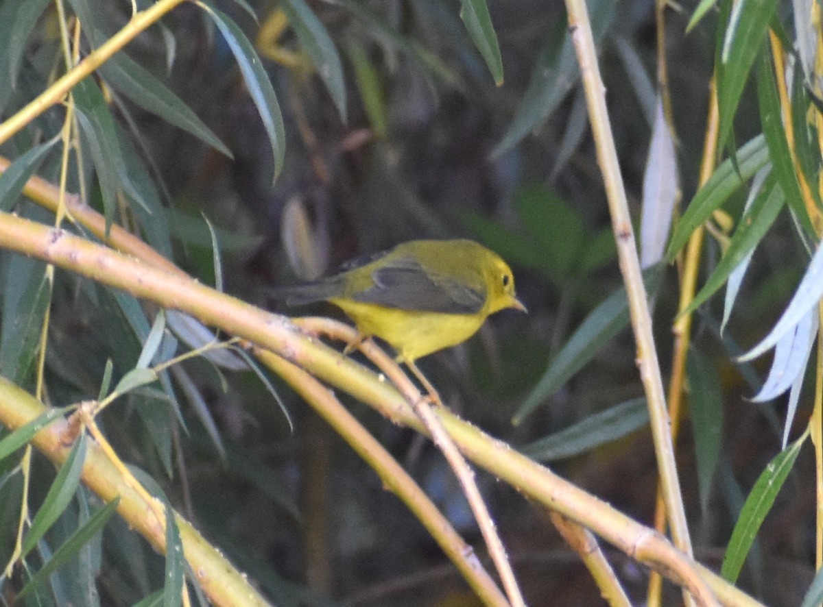 Wilson's Warbler - ML623845225