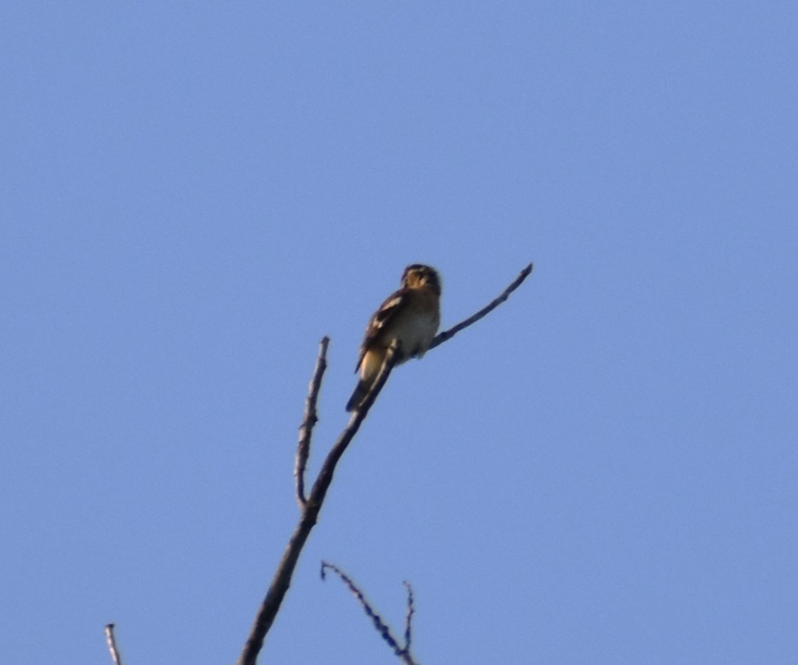 Rose-breasted Grosbeak - ML623845235