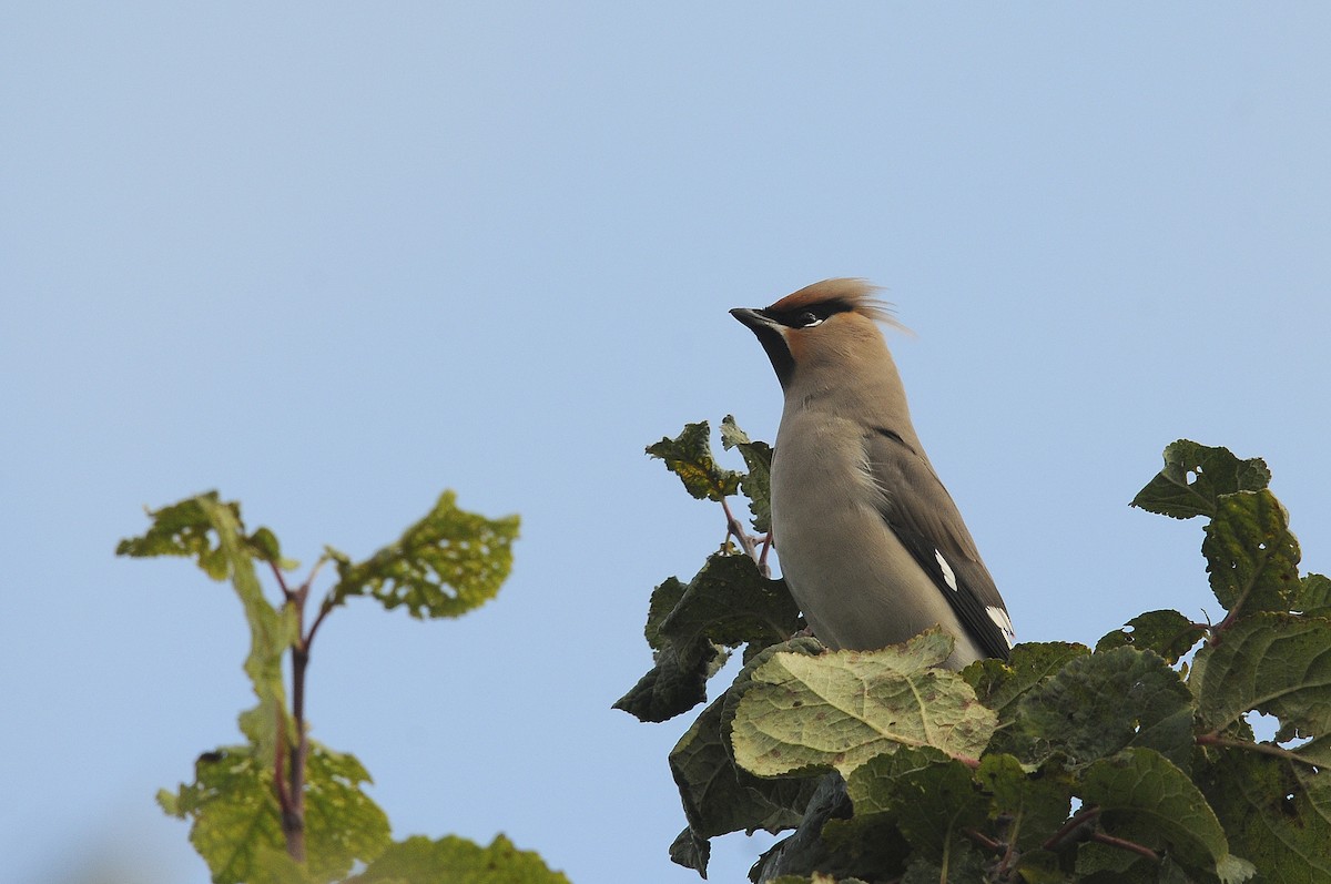 Bohemian Waxwing - ML623845237