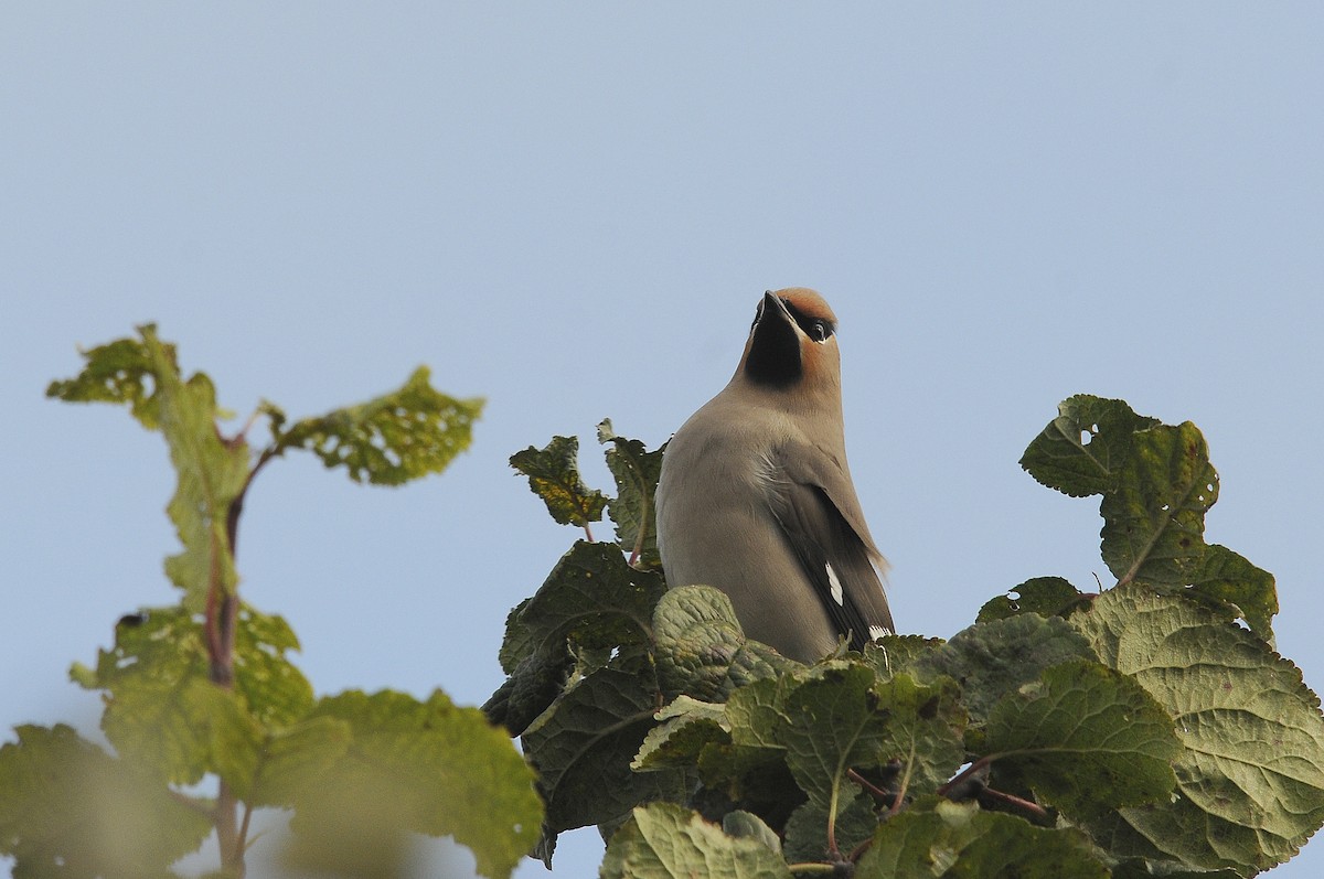 Bohemian Waxwing - ML623845239