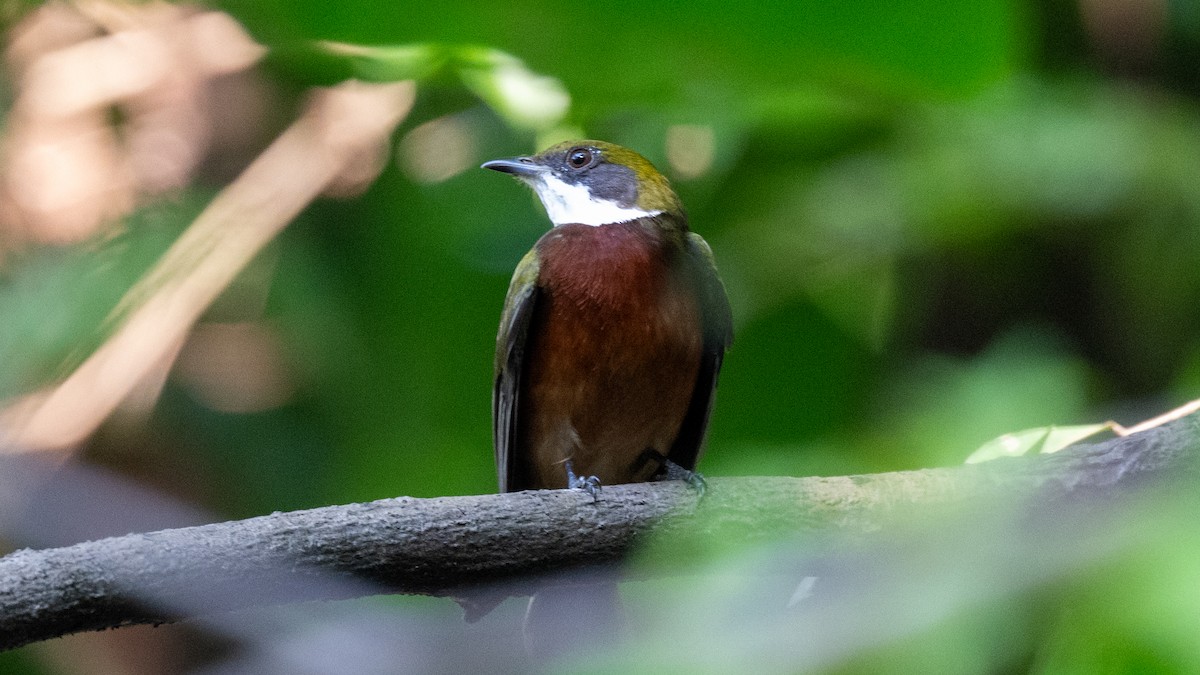 Yellow-crowned Manakin - ML623845252