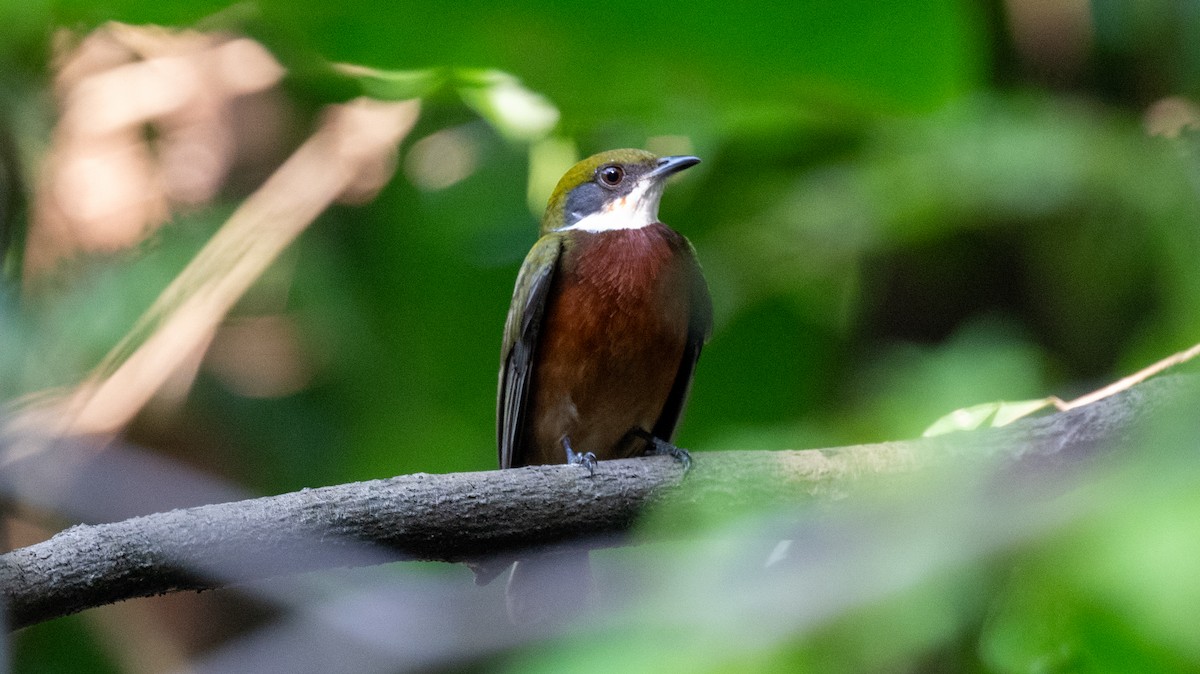 Yellow-crowned Manakin - ML623845253