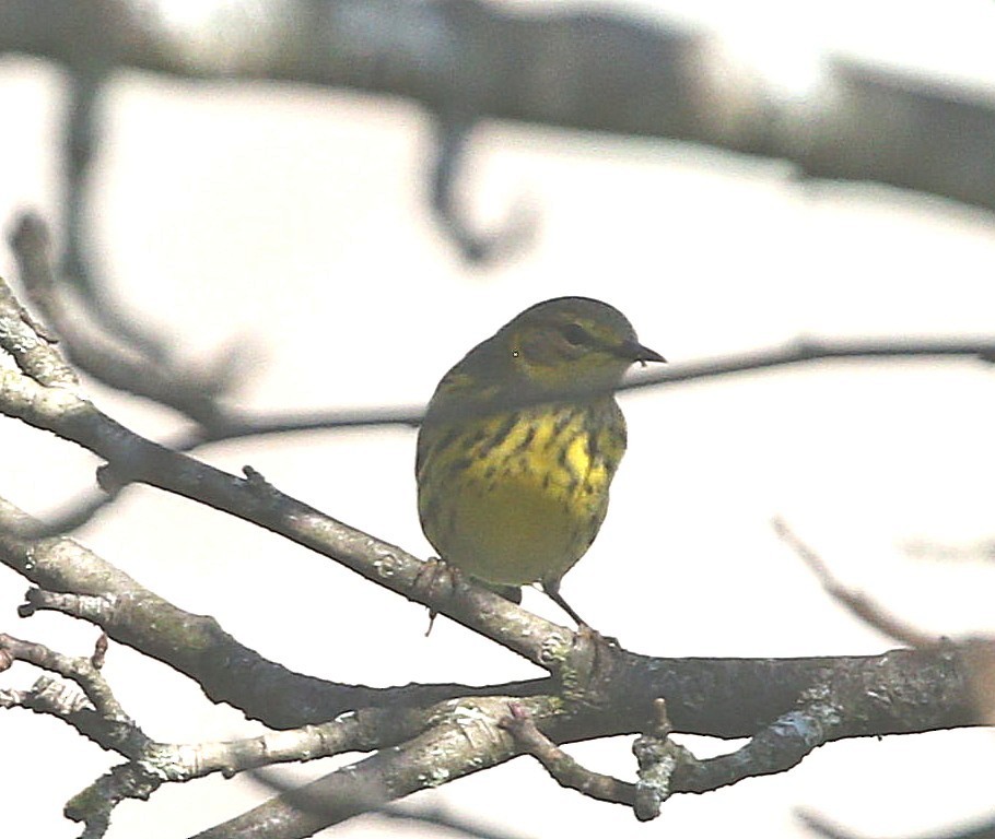 Cape May Warbler - ML623845255