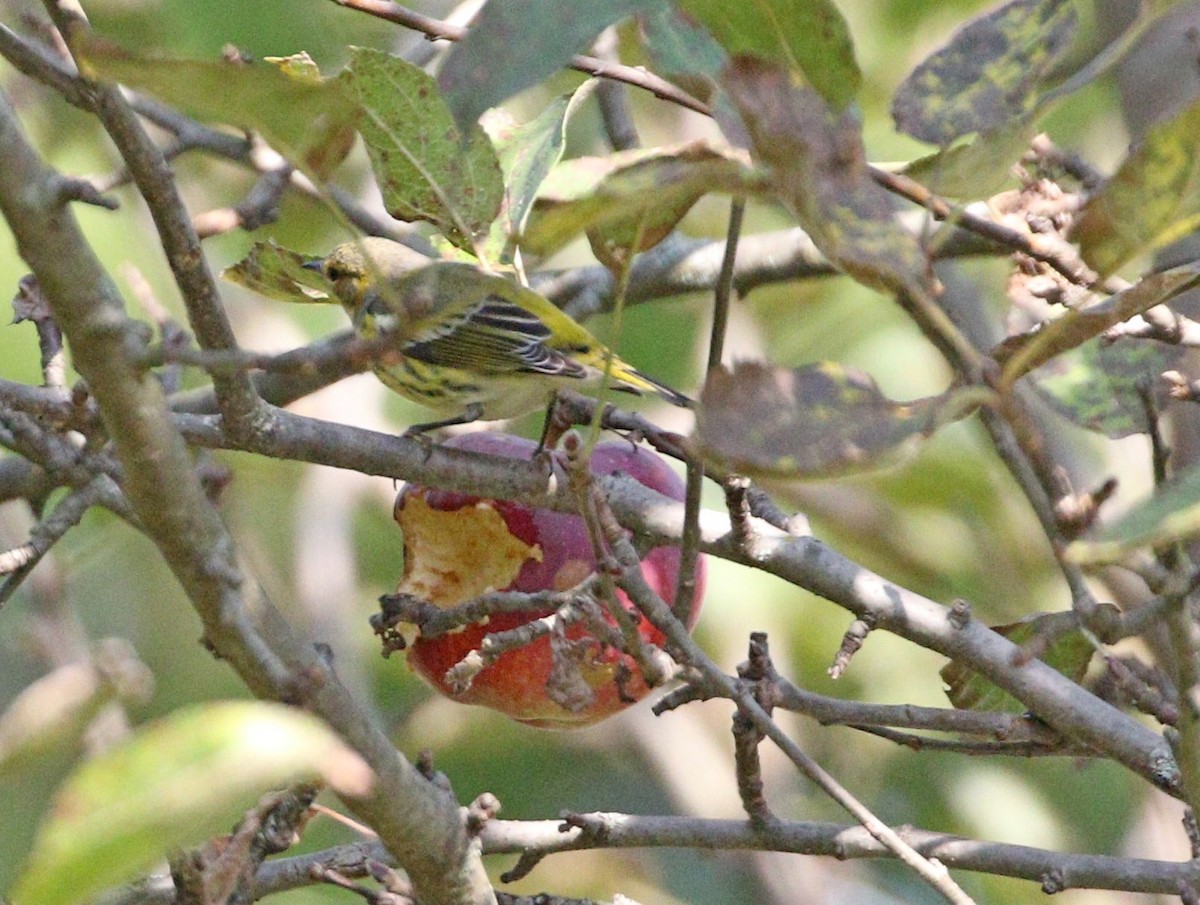 Cape May Warbler - ML623845256