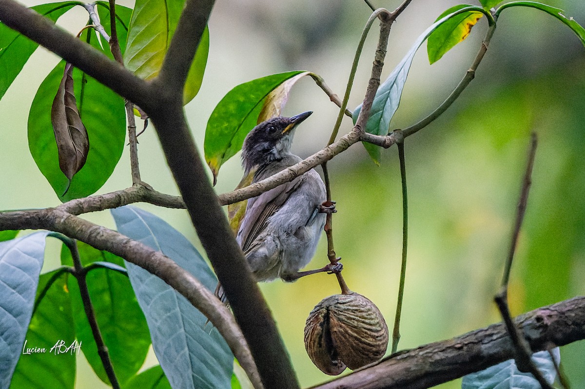 Yellow-throated Greenbul (soror) - ML623845257