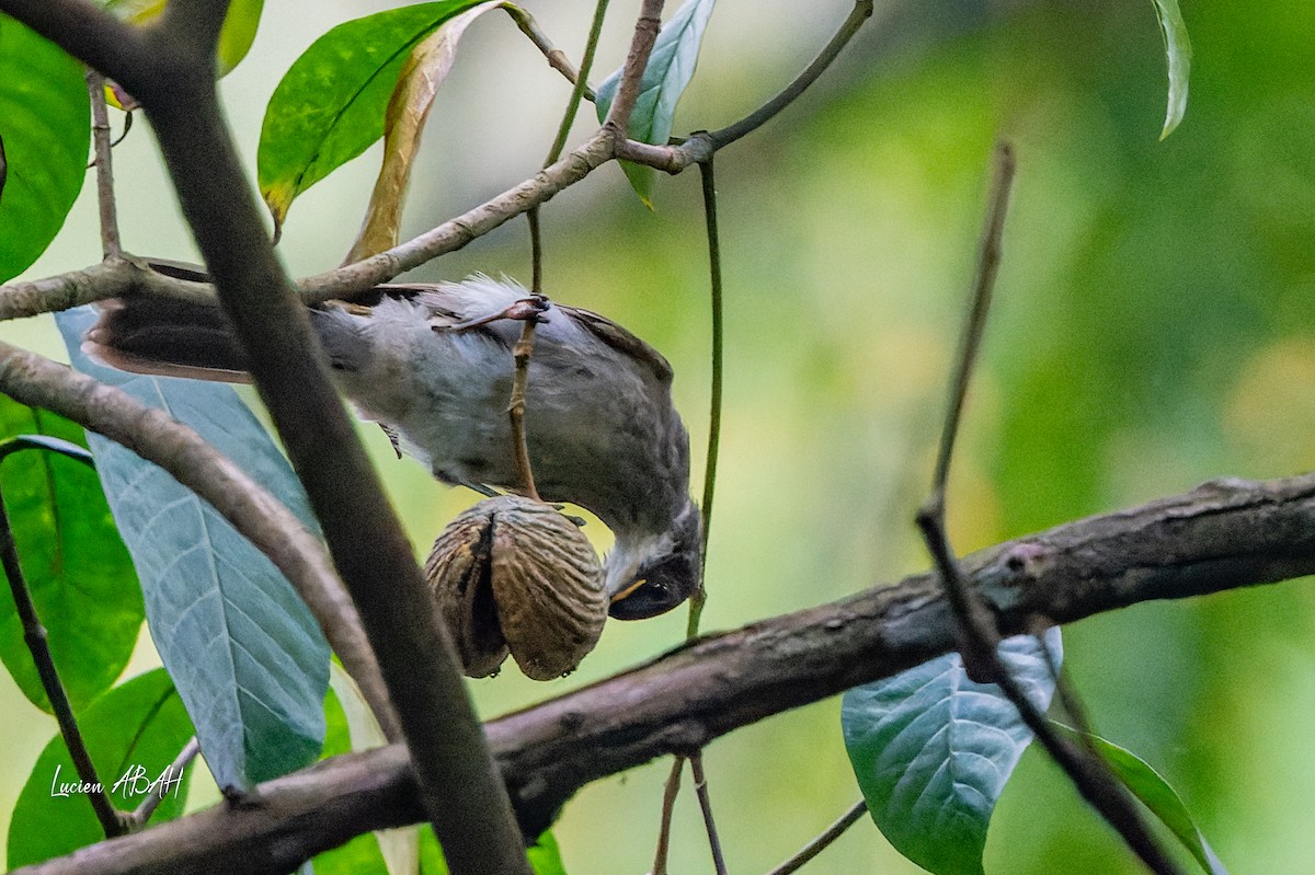 Yellow-throated Greenbul (soror) - ML623845258