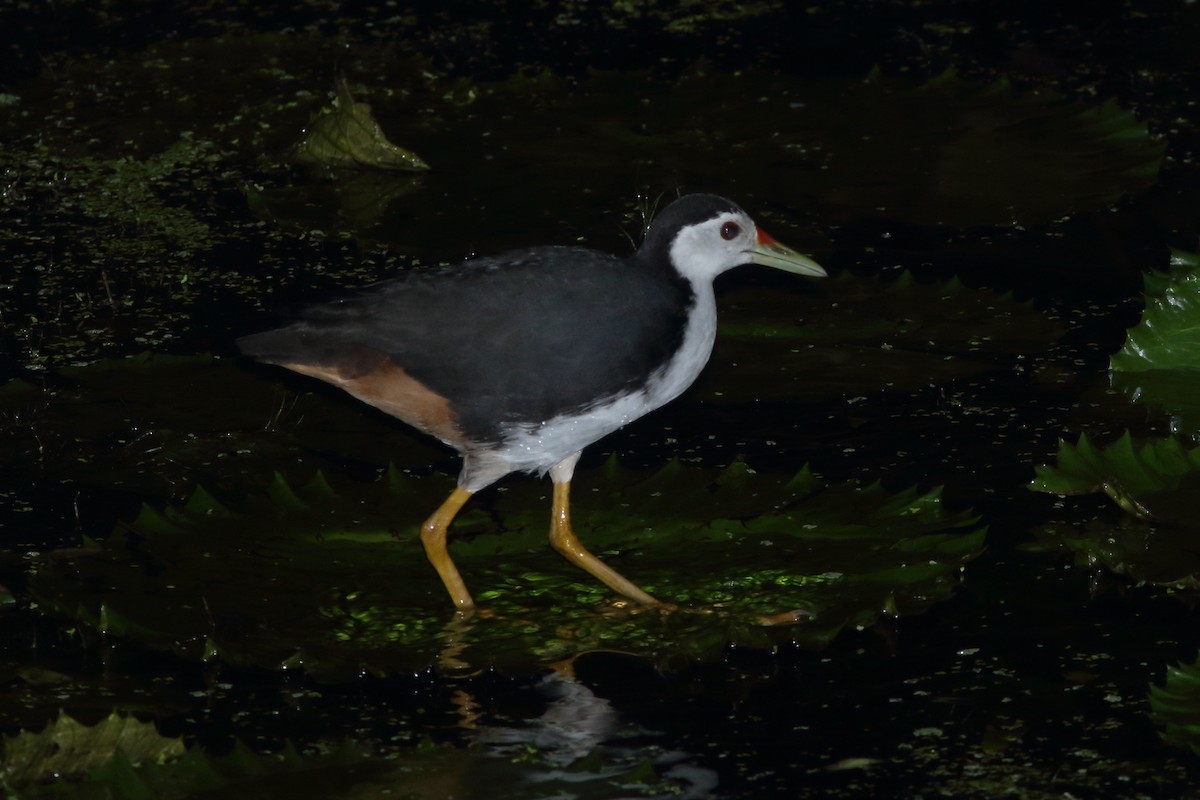 White-breasted Waterhen - ML623845267